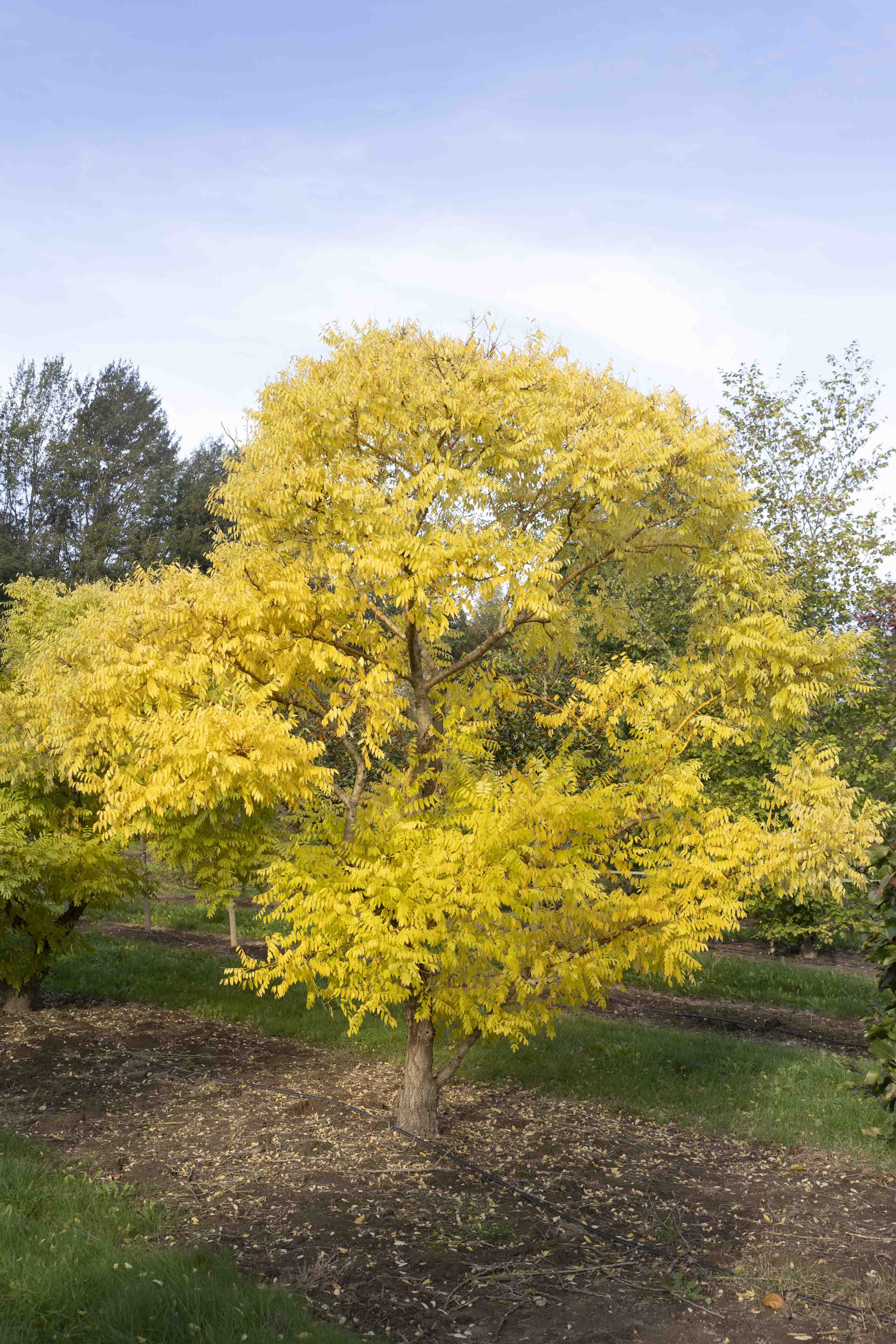 Sophora japonica 'Golden Standard' Unikat